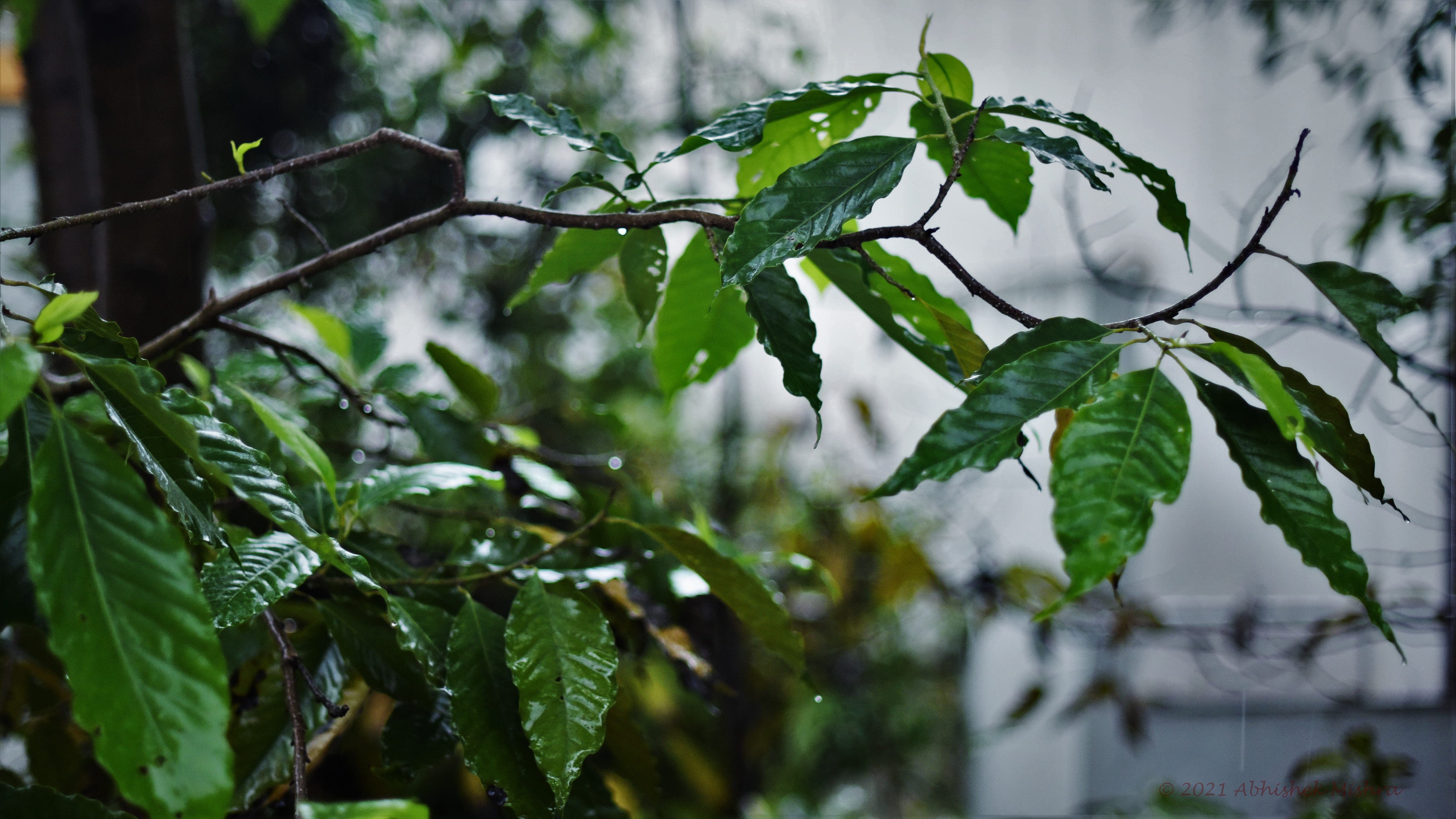 Green leaves