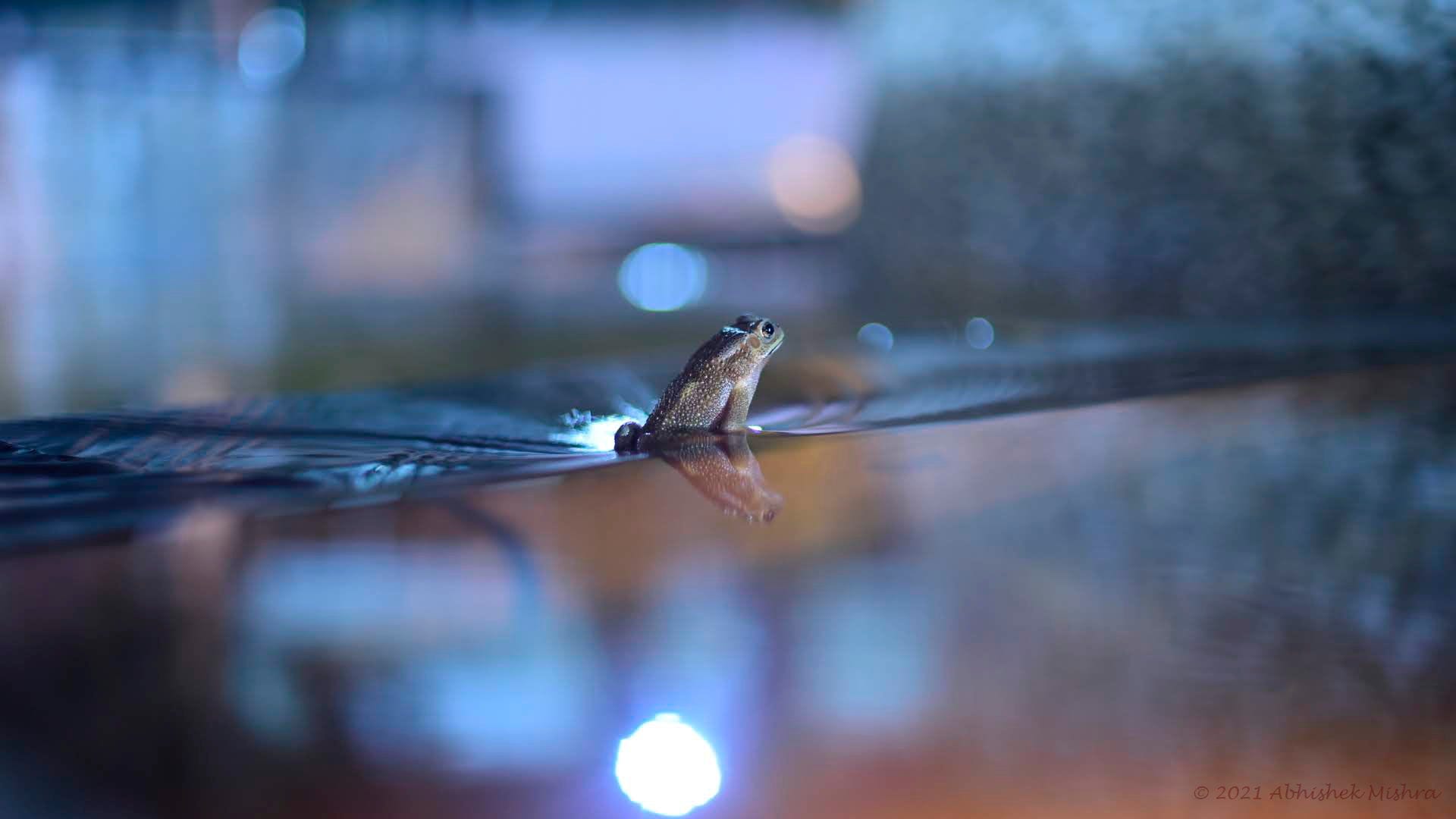 Photo of a Moody Frog