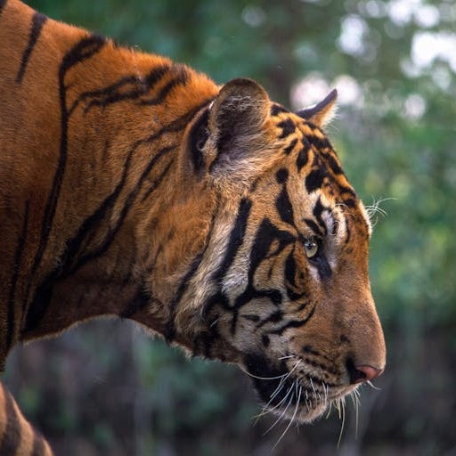 Ref Tiger Image